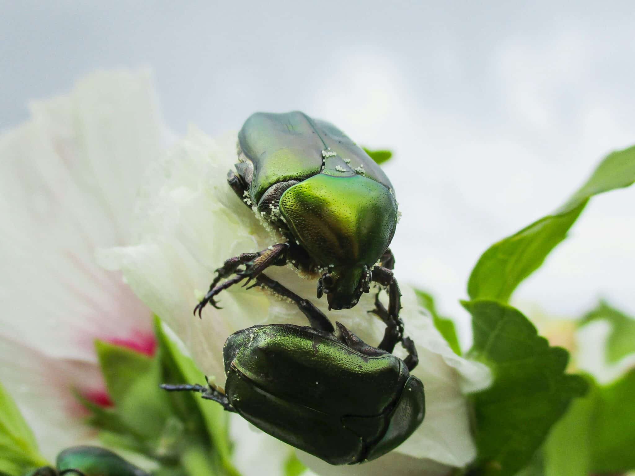 découvrez tout sur les coléoptères avec notre guide complet sur les beetles. des informations sur les espèces, l'habitat, le comportement et bien plus encore.