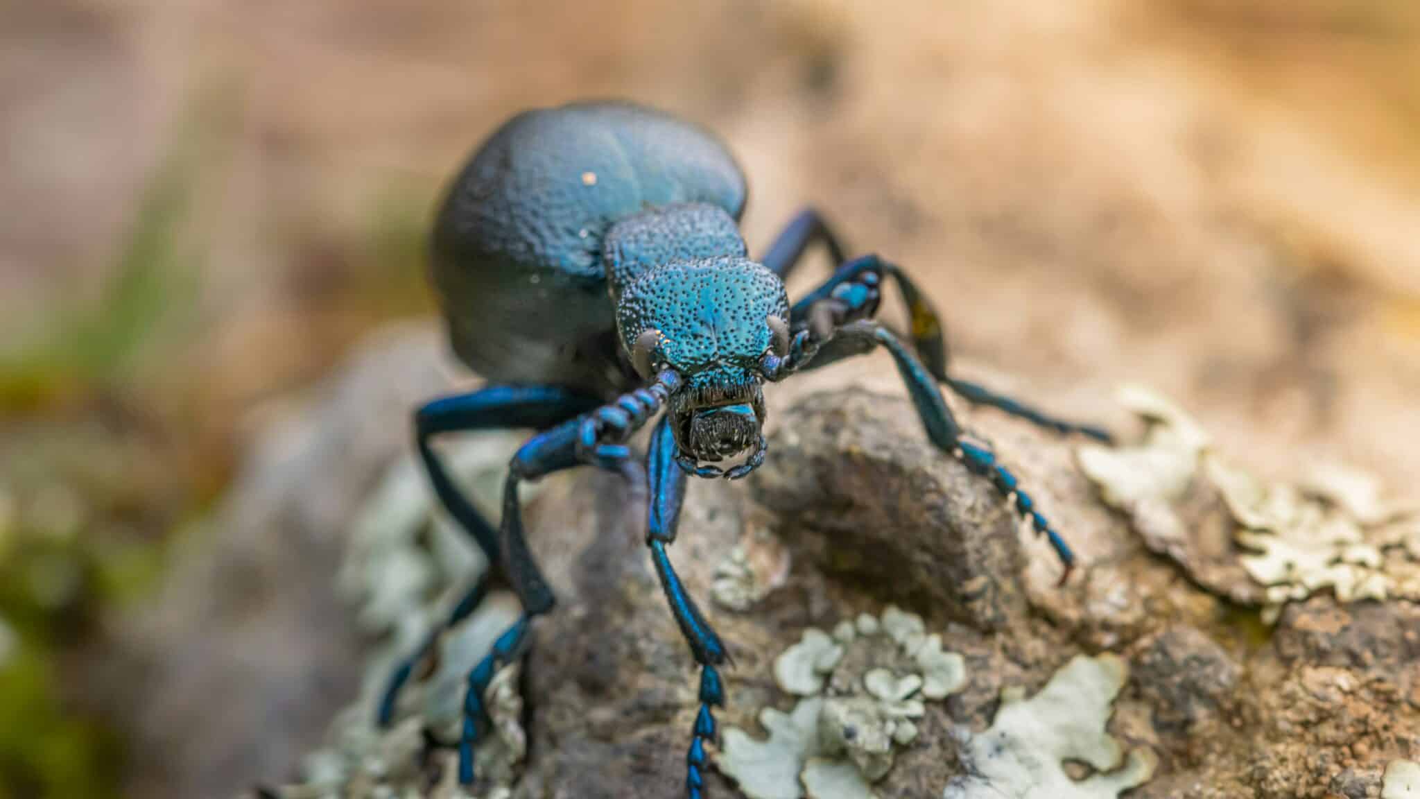 découvrez tout ce que vous devez savoir sur les scarabées et leur diversité fascinante dans notre guide sur les beetles.