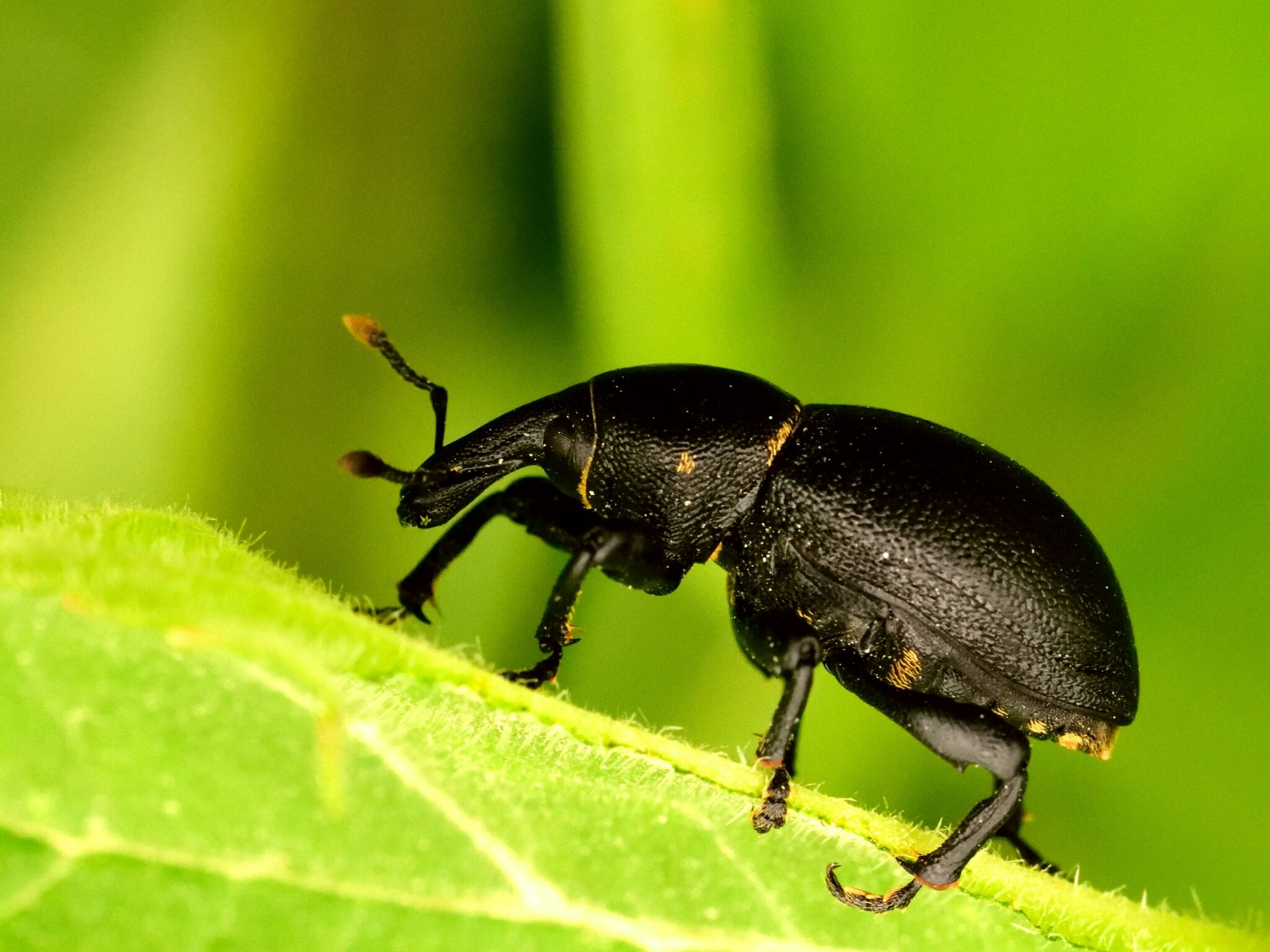 découvrez tout sur les coléoptères avec notre sélection de contenus sur les beetles. informations, photos, vidéos et bien plus encore.