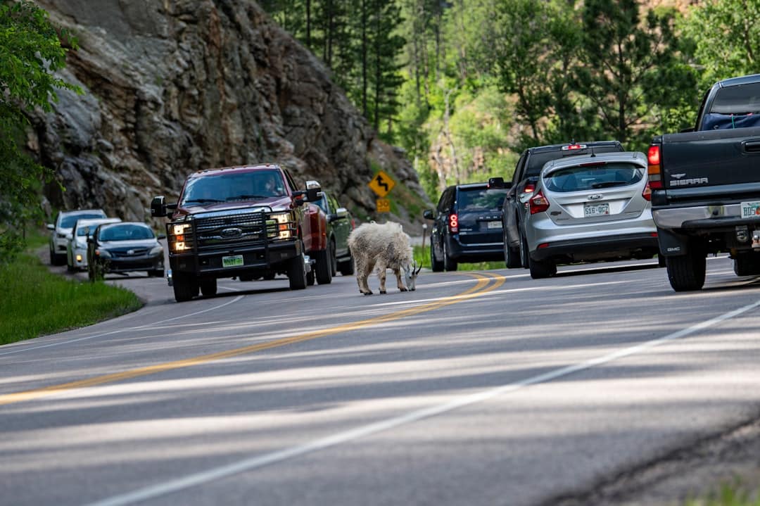 découvrez notre camion de transport de bétail, conçu pour assurer le bien-être de vos animaux tout en garantissant un transport sécurisé et efficace. idéal pour les éleveurs soucieux de la qualité de vie de leur cheptel, ce véhicule allie robustesse et praticité.