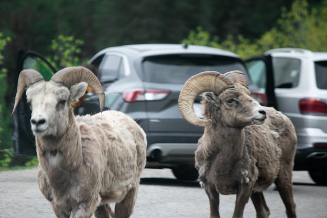 découvrez nos camions de transport de bétail, conçus pour assurer la sécurité et le confort des animaux pendant le transport. idéal pour les éleveurs et les professionnels de l'agriculture. fiabilité, performance et respect des normes de bien-être animal.