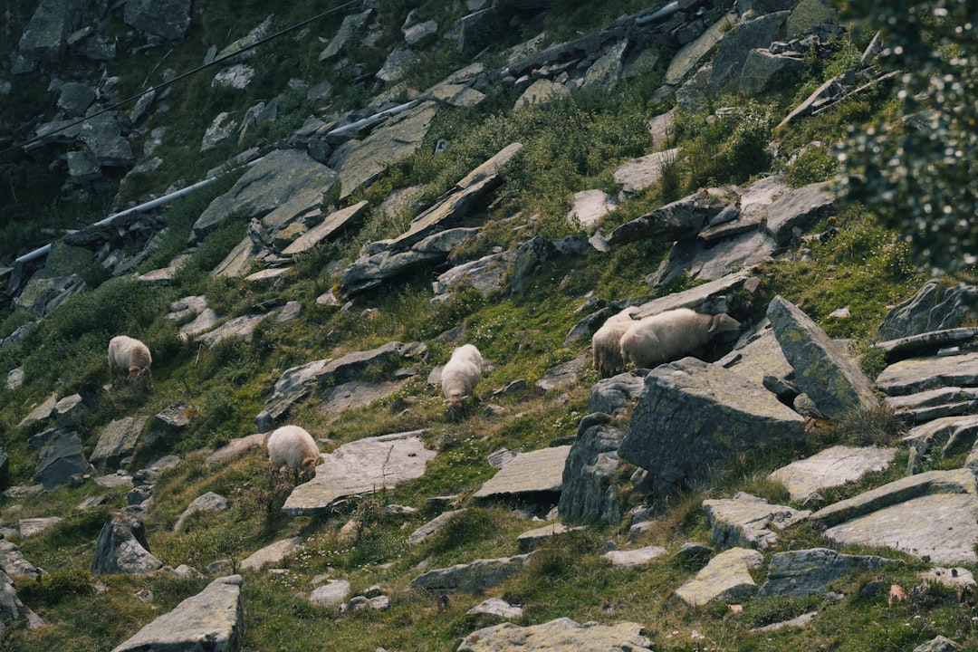 découvrez rhune, un sommet emblématique des pyrénées-atlantiques offrant des panoramas époustouflants sur le paysage environnant. explorez ses sentiers de randonnée, son riche patrimoine naturel et culturel, et profitez d'une expérience inoubliable au cœur de la nature.